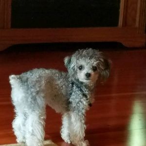 Meet your Posher, Lori